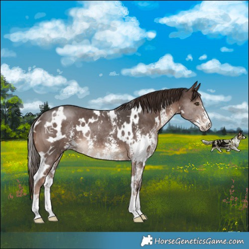 Horse Color:White Spotted Liver Chestnut Sabino Rabicano