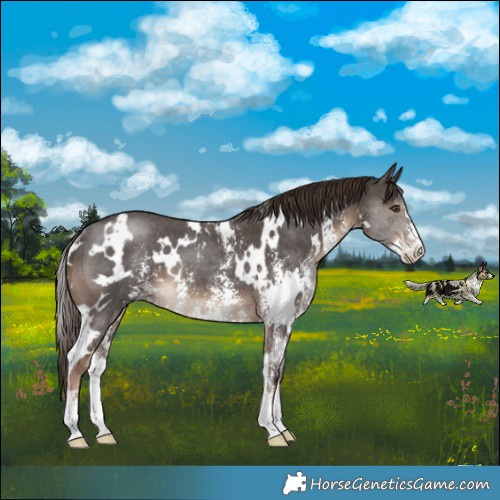 Horse Color:White Spotted Liver Chestnut Sabino Rabicano