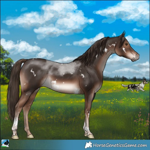 Horse Color:White Spotted Liver Chestnut Tobiano Rabicano