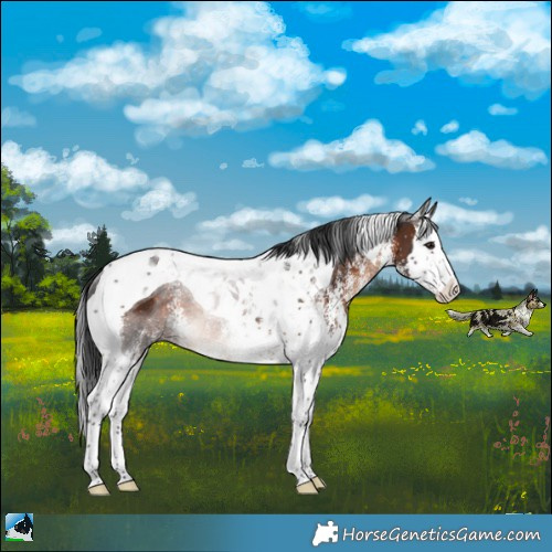 Horse Color:White Spotted Brown Splash Tobiano Rabicano