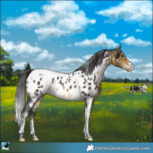 Horse Color:Powder White Buckskin Tobiano Blanket Rabicano
