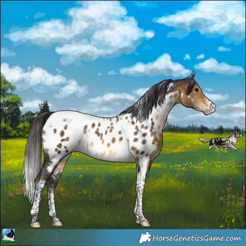 Horse Color:Powder White Buckskin Tobiano Appaloosa Rabicano