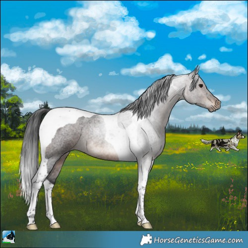 Horse Color:Brown Roan Tobiano Rabicano 