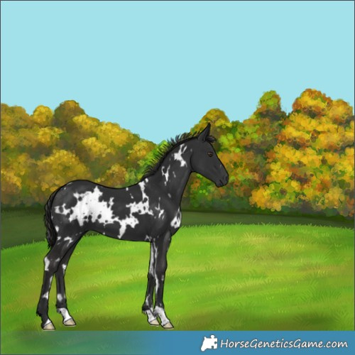 Horse Color:White Spotted Liver Chestnut 