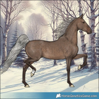 Horse Color:Silver Brown Dun 