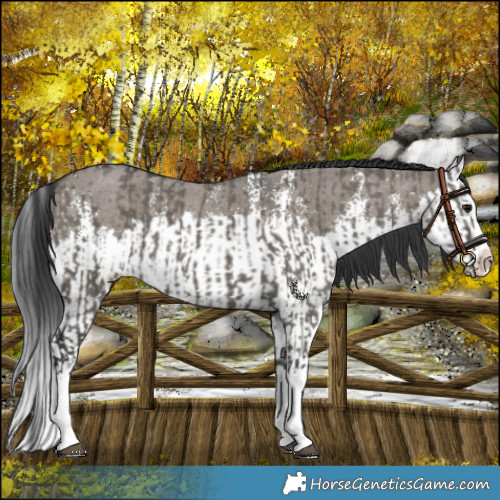 Horse Color:Grullo Sabino Splash  and Grullo Sabino Splash 
