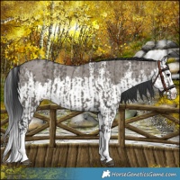Horse Color:Grullo Sabino Splash  and Grullo Sabino Splash 