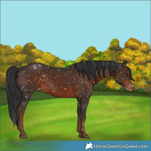 Horse Color:White Spotted Liver Chestnut Appaloosa