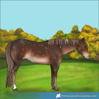Horse Color:Liver Chestnut Appaloosa