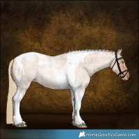 Horse Color:Gold Champagne Roan Dun Tobiano Appaloosa Rabicano Brindle 