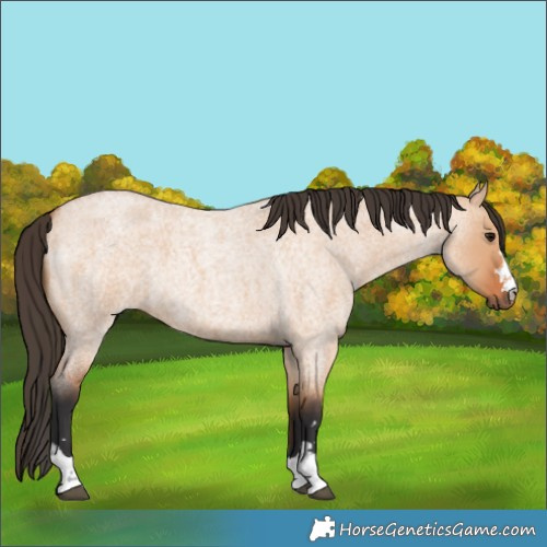 Horse Color:Bay Roan Dun