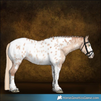Horse Color:Gold Champagne Dun Sabino Tobiano Appaloosa Rabicano Brindle 