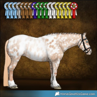Horse Color:Gold Champagne Dun Sabino Tobiano Near Leopard Brindle