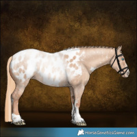 Horse Color:Gold Champagne Dun Sabino Tobiano Appaloosa Brindle 