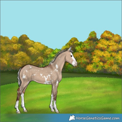 Horse Color:White Spotted Silver Bay Dun Splash 