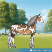 Horse Color:White Spotted Silver Buckskin Splash 