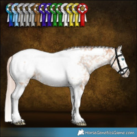 Horse Color:Gold Champagne Dun Splash Tobiano Appaloosa Rabicano 