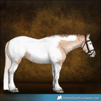 Horse Color:Gold Champagne Dun Splash Tobiano Appaloosa Rabicano 