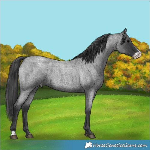 Horse Color:Blue Roan Frame Appaloosa 
