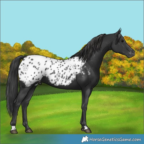 Horse Color:Black Appaloosa