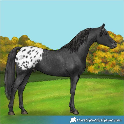 Horse Color:Black Appaloosa 
