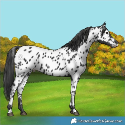 Horse Color:Black Appaloosa