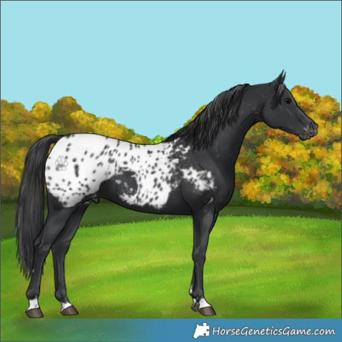 Horse Color:Black Appaloosa 