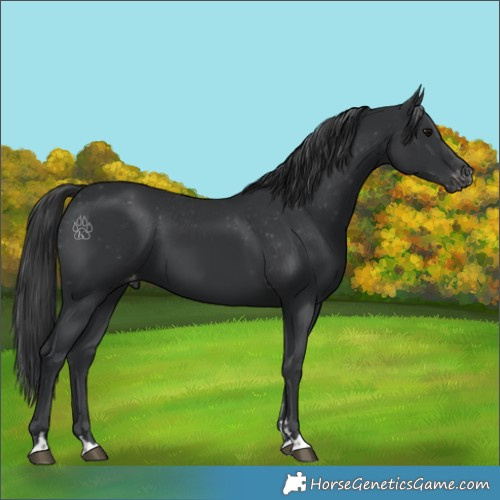 Horse Color:Black Appaloosa 