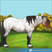 Horse Color:White Spotted Brown Roan Blanket 