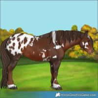 Horse Color:White Spotted Liver Chestnut Blanket 