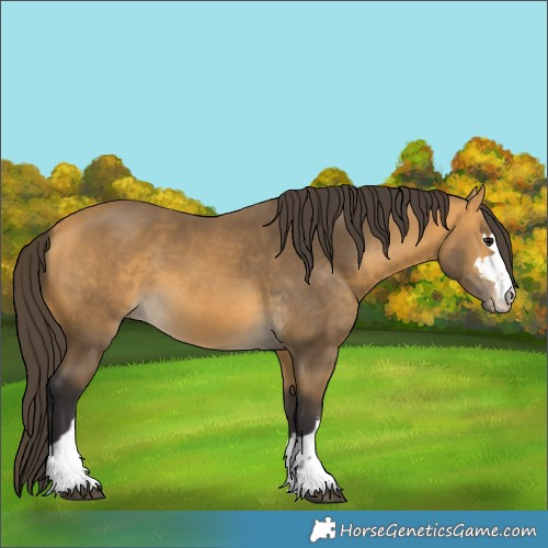 Horse Color:Buckskin 