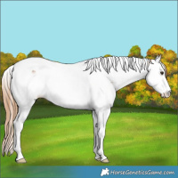 Horse Color:Chestnut Splash Tobiano Blanket Rabicano 