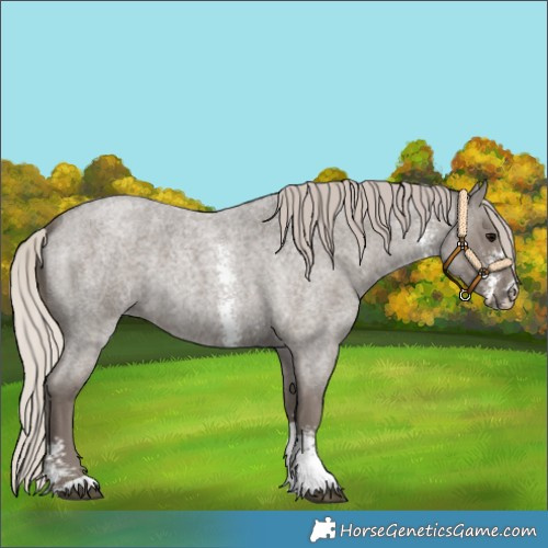 Horse Color:Silver Blue Roan Sabino 