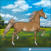 Horse Color:Chocolate Palomino Dun Rabicano 
