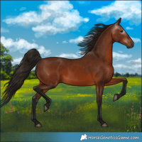 Horse Color:Gray Bay 