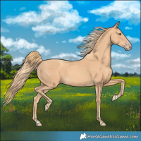 Horse Color:Gold Champagne 