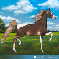 Horse Color:Gray Chocolate Palomino Splash Tobiano 