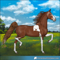Horse Color:Gray Chestnut Splash Tobiano 