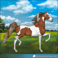 Horse Color:Gray Chestnut Splash Tobiano 
