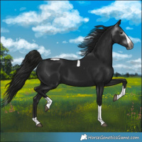 Horse Color:Gray Black Splash Tobiano 
