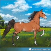 Horse Color:Bay Tobiano Frame 