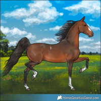 Horse Color:Bay Tobiano Frame 