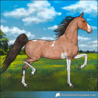 Horse Color:Bay Roan Tobiano Frame 