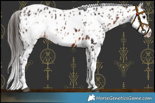 Horse Color:Bay Appaloosa  and Bay Frame Appaloosa 