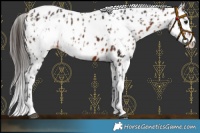 Horse Color:Bay Leopard  and Bay Frame Leopard 