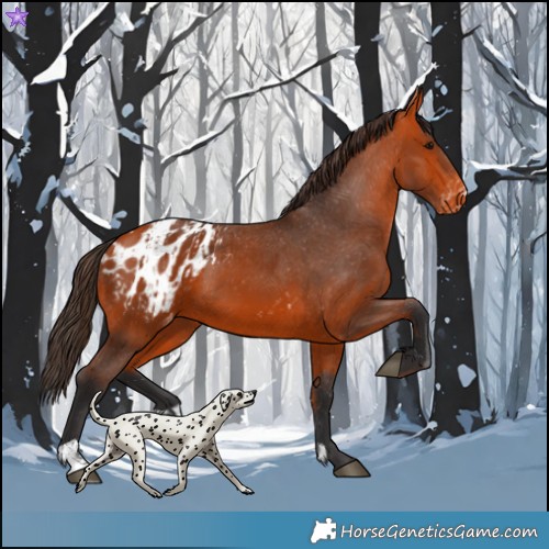 Horse Color:Bay Appaloosa and Bay Appaloosa