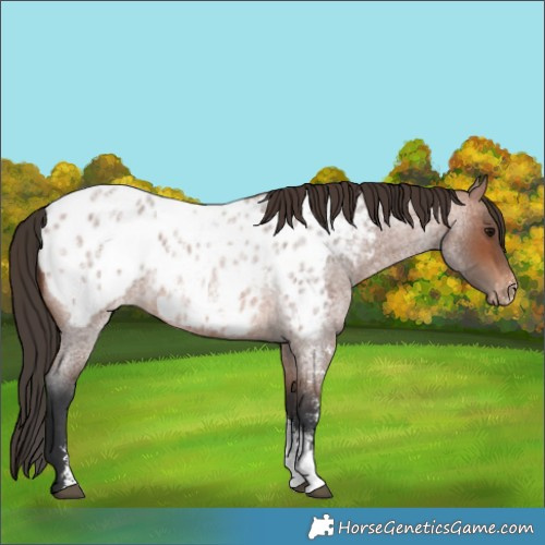 Horse Color:Bay Roan Sabino Appaloosa 