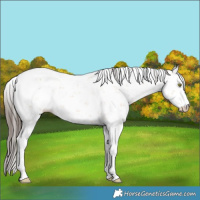 Horse Color:Amber Champagne Sabino 