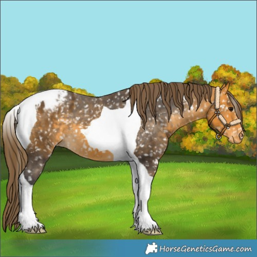 Horse Color:Buckskin Tobiano Appaloosa 