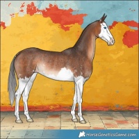 Horse Color:Brown Sabino Splash Rabicano 